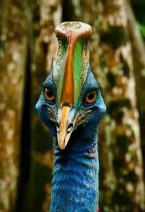 幾十年罕見的鳥，認識兩種算你牛.