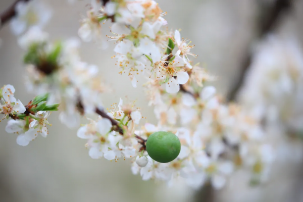 春風十里不如&OpenCurlyDoubleQuote;李&rdquo;