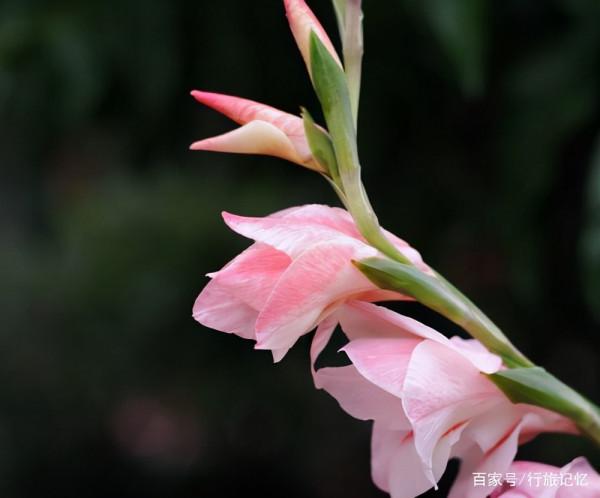 寓意“節節高升”的這個花，還清雅秀美呢