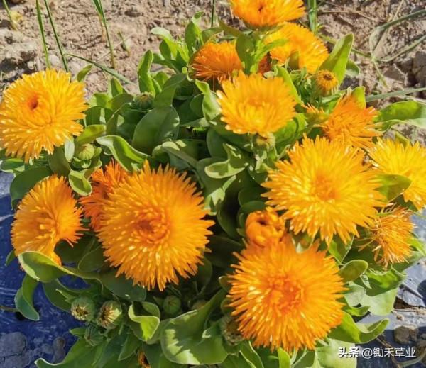 秋冬冗長,你我皆好-金盞菊 秋冬冗長,你我皆好-金盞菊