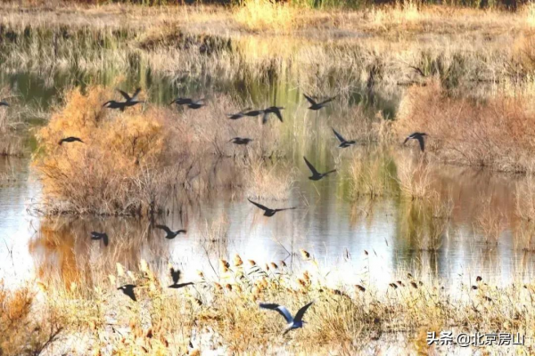 三隻黑天鵝暢遊永定河，多種珍稀鳥類齊聚房山這條生態廊道！