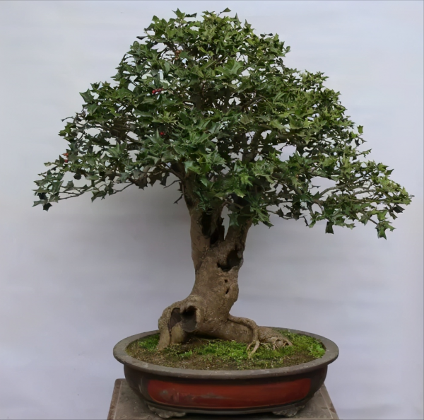 湖南小夥返鄉創業，種出身價十五萬的&quot;富貴樹&quot;，一年賣出800多萬