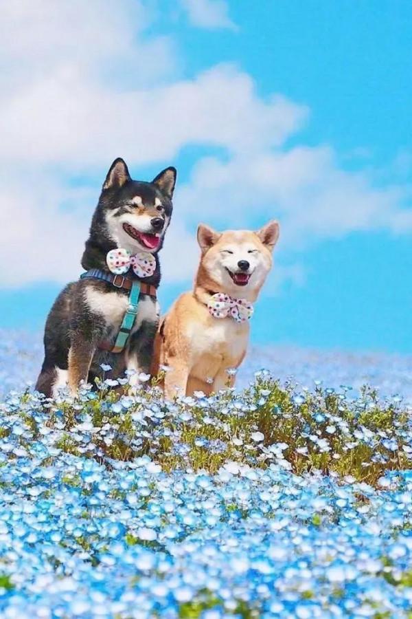 誰能拒絕這麼可愛的狗狗呢 誰能拒絕這麼可愛的狗狗呢