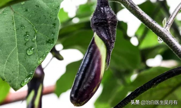 白癜風飲食｜節後吃些這比較好