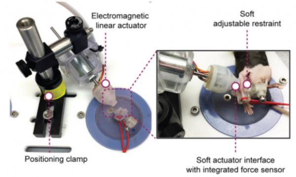 按摩有何功效？不僅能促進受損肌肉再生，還能讓它更強壯