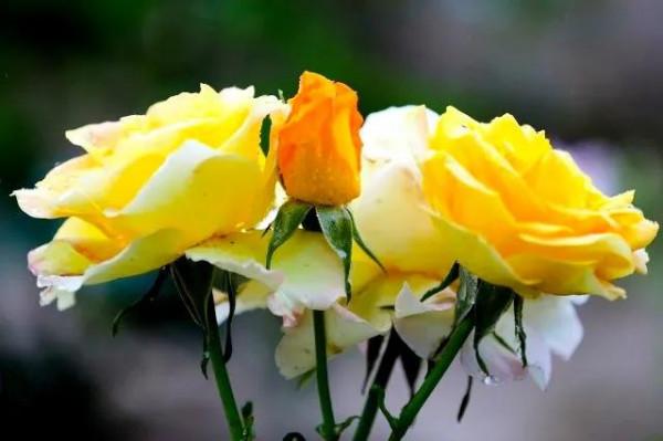 花有靈性“人養花一年,花養人一世”為自己為家人養棵健康美麗花 花有靈性“人養花一年,花養人一世”為自己為家人養棵健康美麗花