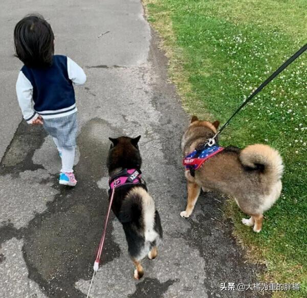 2歲柴犬成了“繁殖犬”,卻因一張傳單,女子花一週教它走路回家 2歲柴犬成了“繁殖犬”,卻因一張傳單,女子花一週教它走路回家