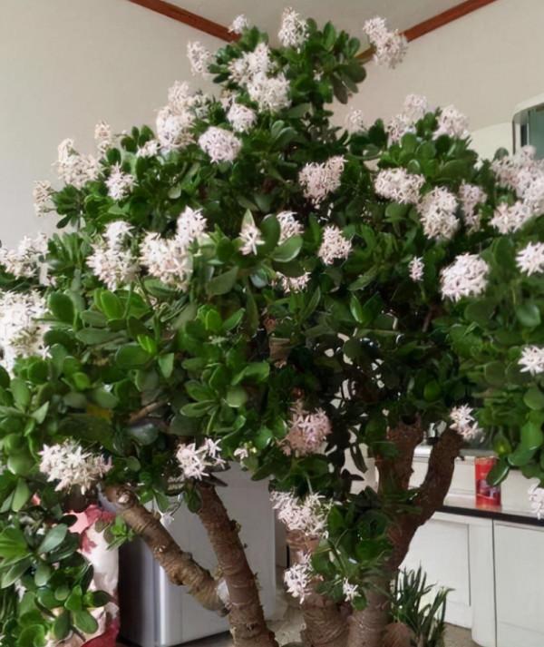 養玉樹3個“控養法”,學會剋制,才能長成“玉樹臨風”的大盆景 養玉樹3個“控養法”,學會剋制,才能長成“玉樹臨風”的大盆景