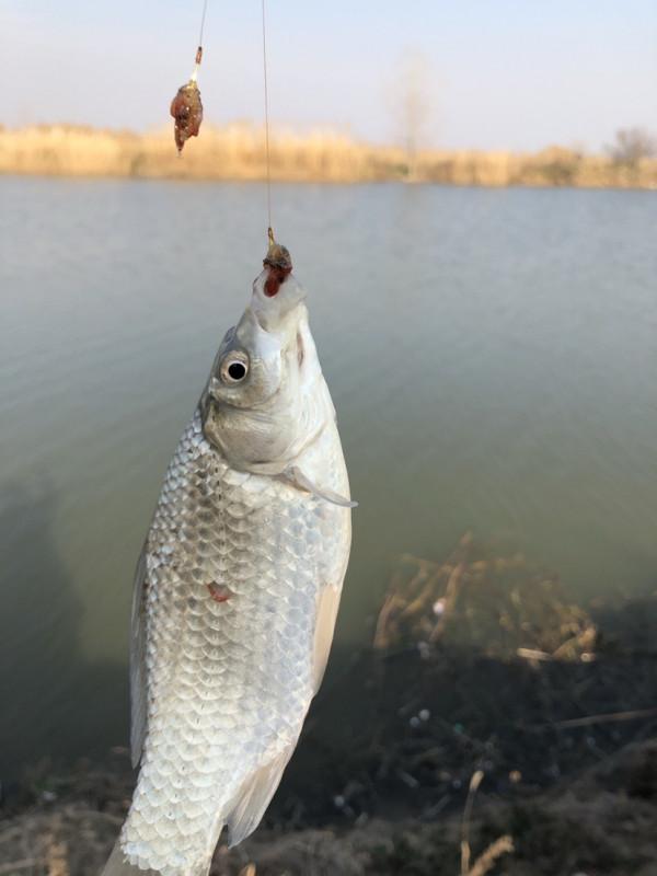 冰封天凍又何妨，漁者之樂有鯽相伴
