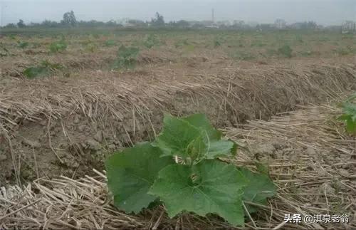 冬瓜“五巧”高產種植措施