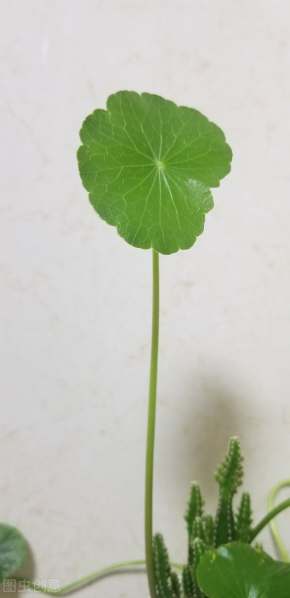 開啟銅錢草生長的“小機關”,不黃葉,一盆可以變十盆 開啟銅錢草生長的“小機關”,不黃葉,一盆可以變十盆