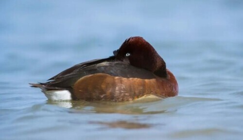 路上偶遇東北虎是什麼體驗？網友：大腦斧能有什麼壞心思呢