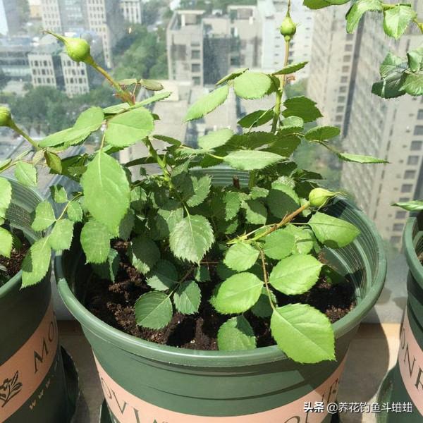 月季出現大量黃葉,不要著急,對應“二症狀”,就能輕鬆返青 月季出現大量黃葉,不要著急,對應“二症狀”,就能輕鬆返青