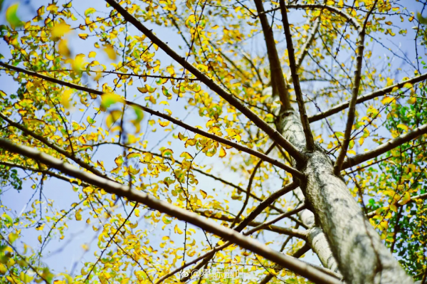 《廣東銀杏·不完全打卡地圖》，去過才算真正過完了秋天