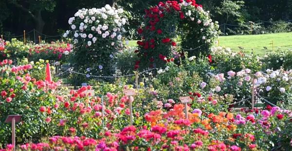 你不瞭解的薔薇花：代表愛的思念！具有詩人般的氣質