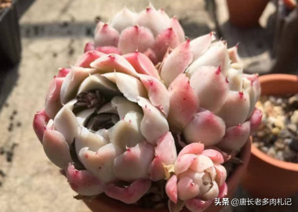 多肉沁心——多少肉友曾愛慕你的容顏，但誰又能承受歲月的變遷？