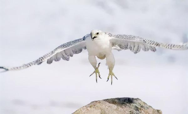 萬鷹之神——海東青 萬鷹之神——海東青