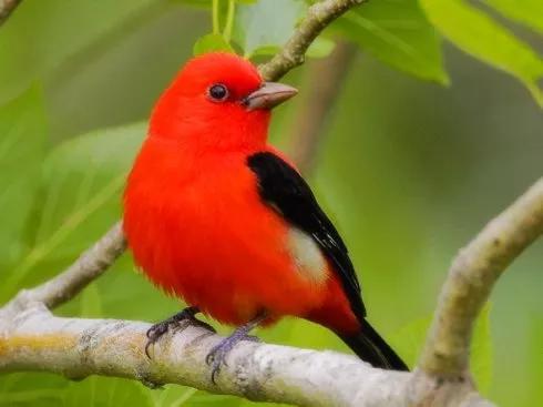 紅色鳥的圖片 紅色鳥的圖片