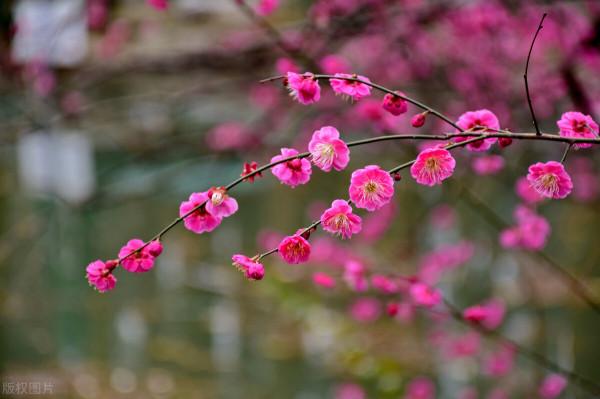 人生,有一種境界叫,真善美 人生,有一種境界叫,真善美