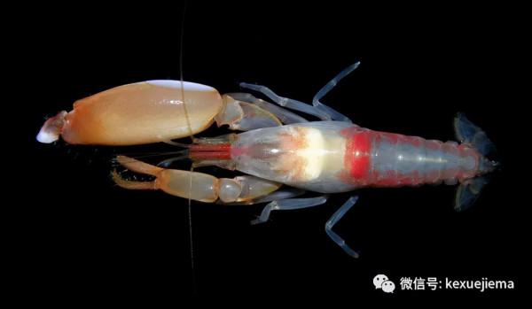 你信嗎?這種小蝦能產生5000度的高溫 你信嗎?這種小蝦能產生5000度的高溫