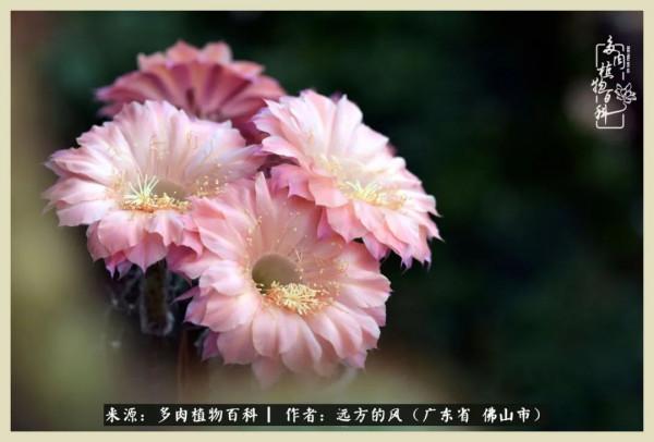 我若盛開，蝴蝶愛來不來