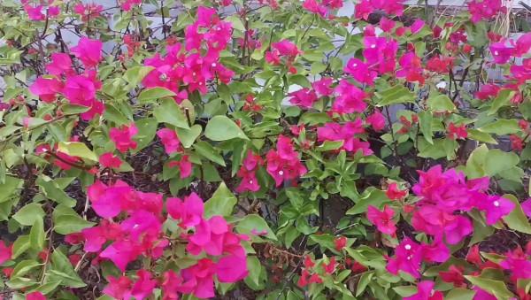 今天是元旦，幾位老齡朋相邀上幾百米的高山頂上某國營林場度假