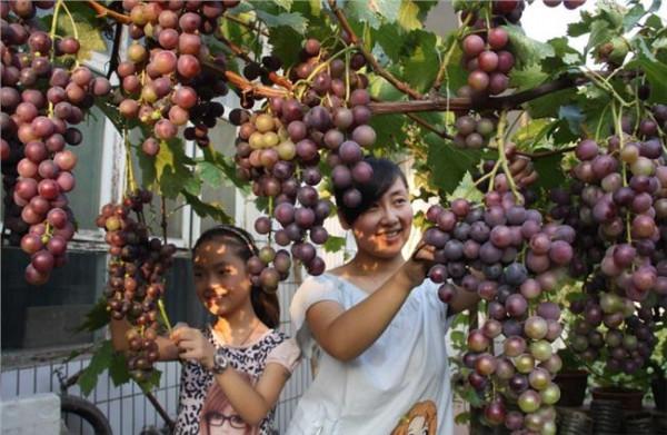 院子裡不能種葡萄樹？家人出事就賴葡萄樹？是科學還是迷信？