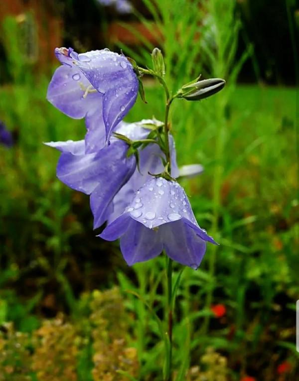 鈴兒響叮噹，迷你三胞胎：風鈴草，鈴蘭，鈴鐺花。你能分清嗎？