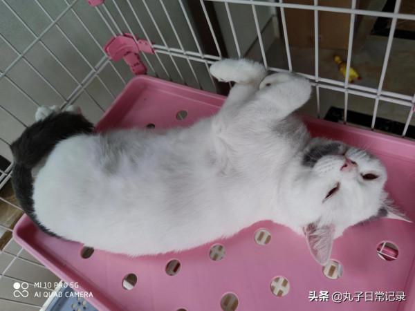 小貓咪從小到大的變化有多大 小貓咪從小到大的變化有多大