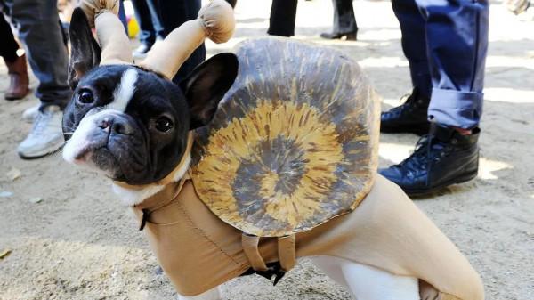 古怪週末：動物服裝