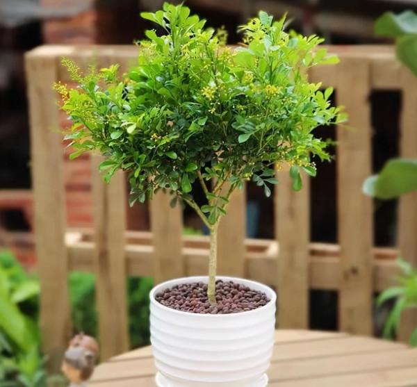 最值得養的5種漂亮花卉,花開時清香四溢,好看又好養 最值得養的5種漂亮花卉,花開時清香四溢,好看又好養