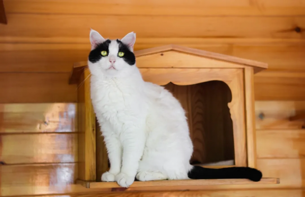 我是大阿寶，不是大熊貓