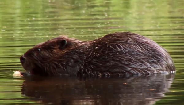 史前動物廣翅鱟：專吃海洋“浮屍”，4億年前最先登陸地面的動物