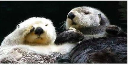 海獺蠢萌的外表下,隱藏了可怕的繁殖過程,是不折不扣的黑暗王者 海獺蠢萌的外表下,隱藏了可怕的繁殖過程,是不折不扣的黑暗王者