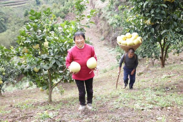 溪丘灣：產業路上白柚香