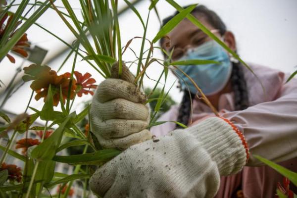 開在花田裡的勞動思政課 開在花田裡的勞動思政課