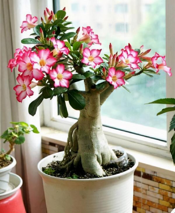 &OpenCurlyDoubleQuote;懶人&rdquo;就養這10種花，一個月不澆水也死不了，多曬少管更健壯