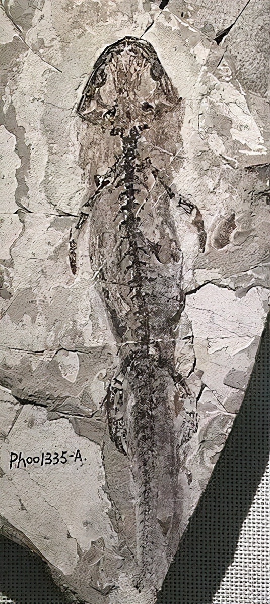 1億多年過去了,它還是個寶寶 1億多年過去了,它還是個寶寶