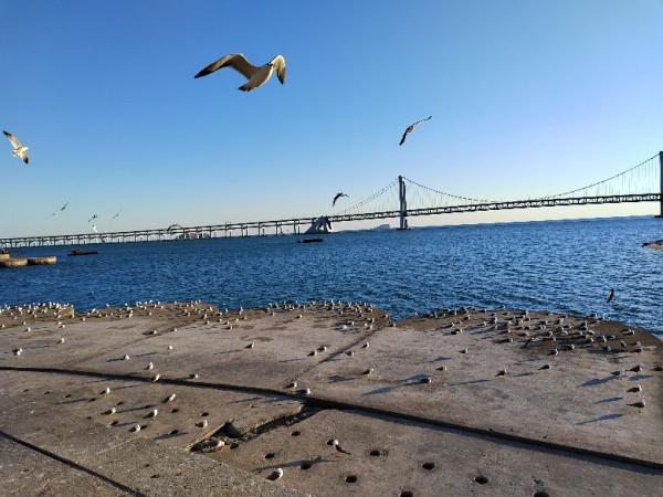 星海灣的三股“勢力”