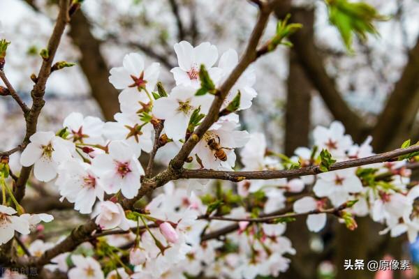 純潔、決絕，櫻花之關山櫻