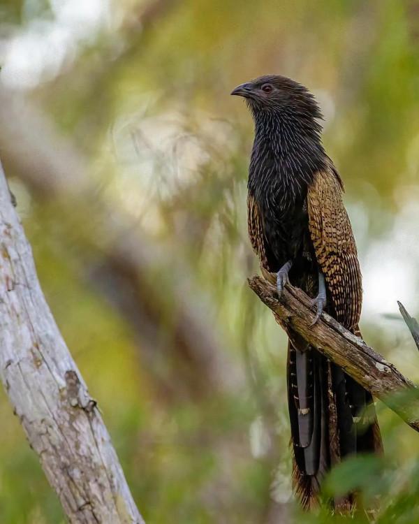 自然風·動物桌布(第十七期)——呦呦鹿鳴