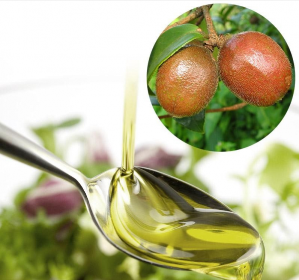 劉成白手起家種植油茶果，年收入破五千萬元，帶領村民共同創收