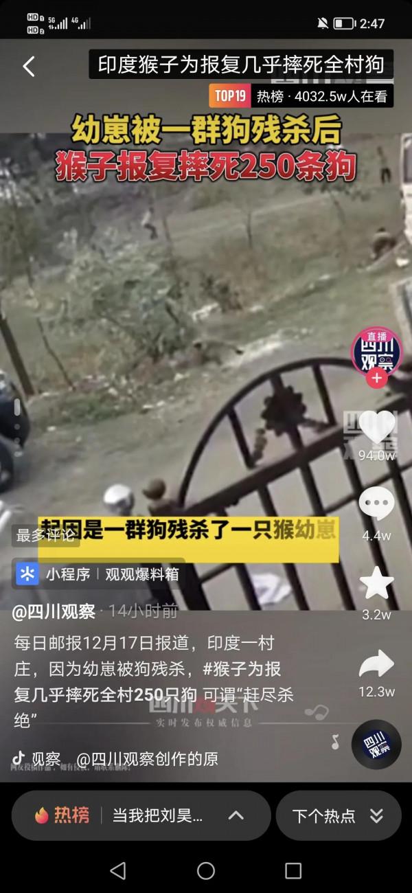 印度猴群復仇目標轉向小孩,聰明的你快來幫幫印度出謀劃策吧 印度猴群復仇目標轉向小孩,聰明的你快來幫幫印度出謀劃策吧