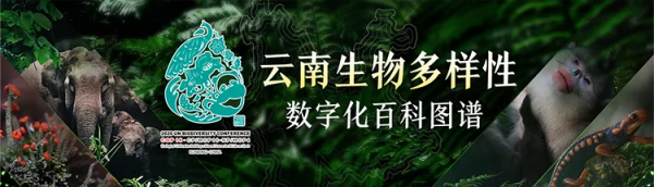 「雲南生物多樣性數字化百科圖譜」紅尾天蠶蛾:蛾中美人,月下仙子 「雲南生物多樣性數字化百科圖譜」紅尾天蠶蛾:蛾中美人,月下仙子