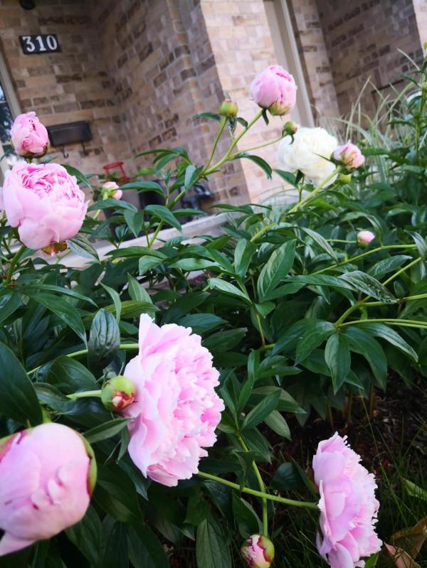 芍藥在渥太華的house前很普遍