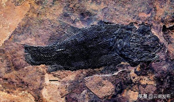 走進羅平生物群國家地質公園 探尋遠古生命印記