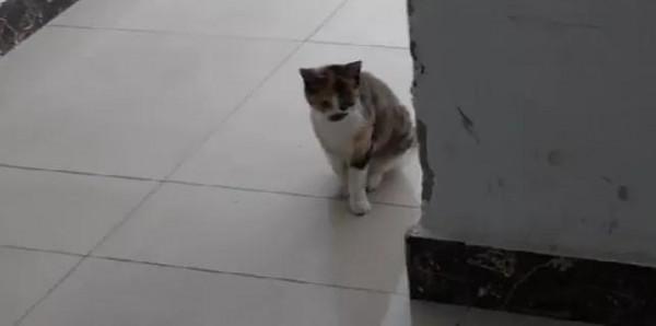 人心太狠!新來的住戶把小流浪貓驅趕走了,不知它們去哪裡流浪了 人心太狠!新來的住戶把小流浪貓驅趕走了,不知它們去哪裡流浪了