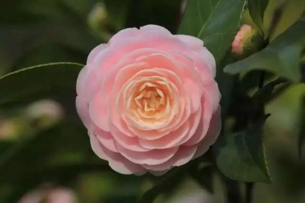 【探索】盛開在冬季的TA們，你認識幾種？