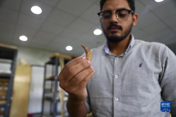 追溯早期鯨從陸地走向海洋的過程 追溯早期鯨從陸地走向海洋的過程