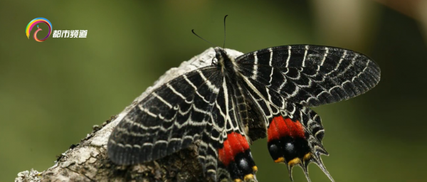 “高山美人”！多尾鳳蝶現身高黎貢山東坡瀘水段